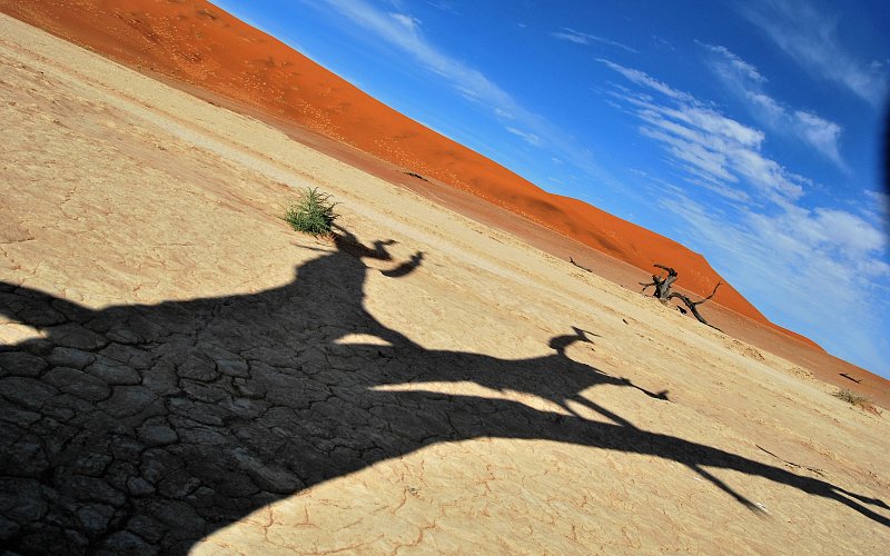 local-travel-namibia-car-rental-dead-trees-shadow